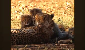 チーターの親子の姿にほっこり。ママが赤ちゃんにやさしくけづくろい【海外・動画】