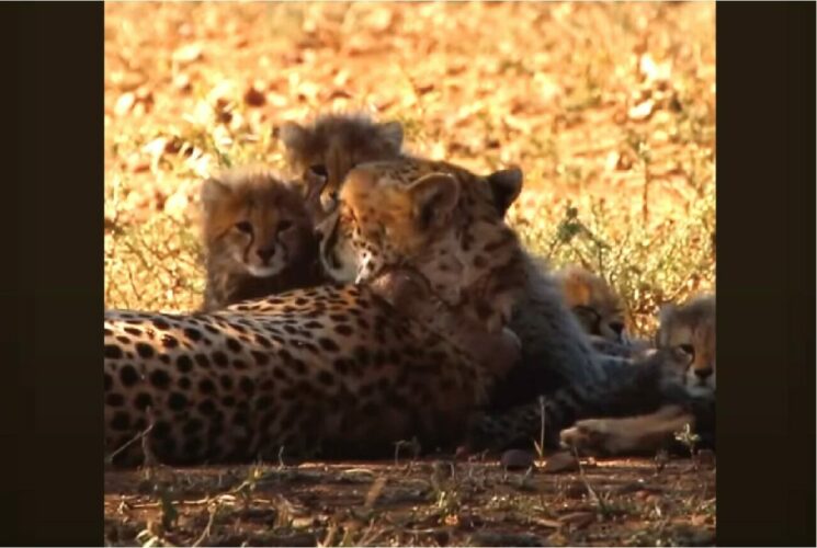 チーターの親子の姿にほっこり。ママが赤ちゃんにやさしくけづくろい【海外・動画】