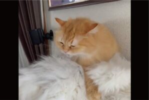 ラガマフィンがモップを毛づくろい中？と思ったら・・その相手も猫でした！！「大切にお手入れしてる」「揚げパンがわたあめを食べてる？」