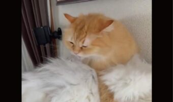 ラガマフィンがモップを毛づくろい中?と思ったら・・その相手も猫でした!!「大切にお手入れしてる」「揚げパンがわたあめを食べてる?」