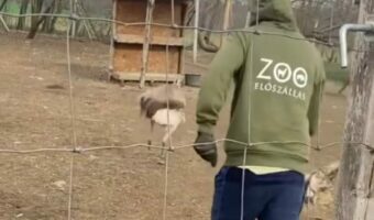 突然始まったダチョウと男性の追いかけっこ。ニット帽を奪ったダチョウが走る!走る!!【海外・動画】