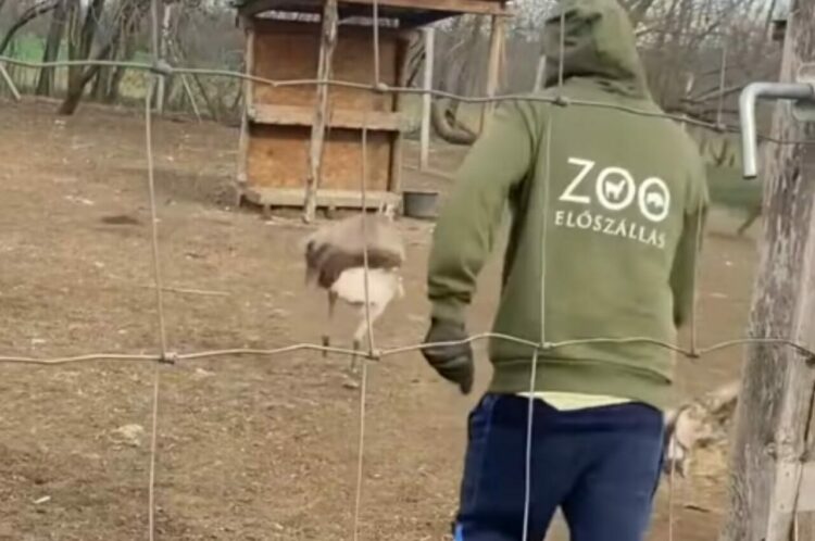 突然始まったダチョウと男性の追いかけっこ。ニット帽を奪ったダチョウが走る！走る！！【海外・動画】