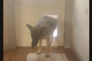 ペットドアをくぐって愛犬が帰宅したと思ったら・・。小さなお客さんを連れてきた！？【アメリカ・動画】