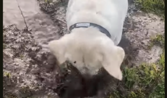 一心不乱に泥遊びをする犬。ひたすら穴掘りをしていますが・・顔を上げたらもちろん!!【アメリカ・動画】