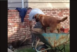 土遊びの時間じゃないよ！？庭仕事をしていたら愛犬が・・【海外・動画】