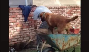 土遊びの時間じゃないよ!?庭仕事をしていたら愛犬が・・【海外・動画】
