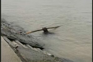 ご機嫌な様子で岸に上がってきた犬。いい枝を見つけたようで喜んでいますが・・、その大きさにビックリ！！【海外・動画】