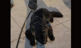 お昼寝をしたい犬たちだけど・・妨害が入って眠れなさそう!いったい何が起きていた?【アメリカ・動画】