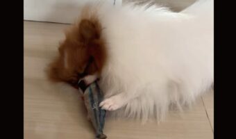 愛犬に怒られちゃった！お気に入りのオモチャで遊んでいる姿を眺めていたら・・「ワン！！」【海外・動画】