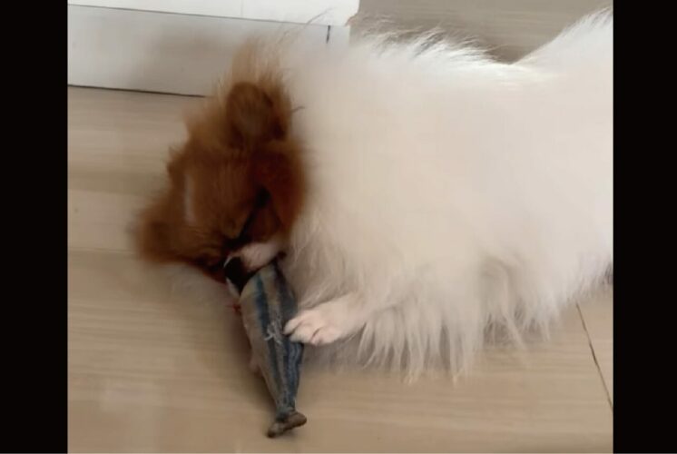 愛犬に怒られちゃった！お気に入りのオモチャで遊んでいる姿を眺めていたら・・「ワン！！」【海外・動画】