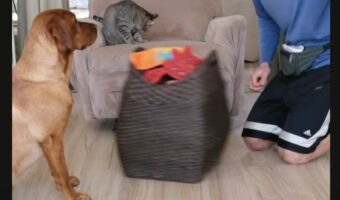 子猫がいるバスケットを曳く犬。タクシーごっこで楽しく遊んでいたら・・、まかさのアクシデント発生！？【アメリカ・動画】