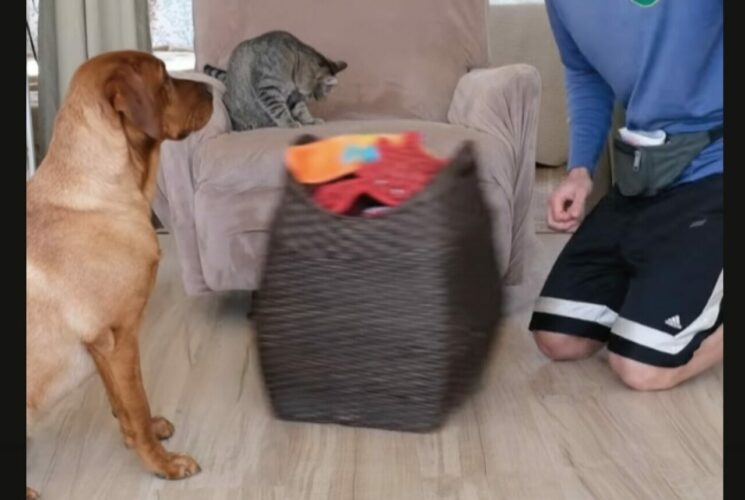 子猫がいるバスケットを曳く犬。タクシーごっこで楽しく遊んでいたら・・、まかさのアクシデント発生！？【アメリカ・動画】