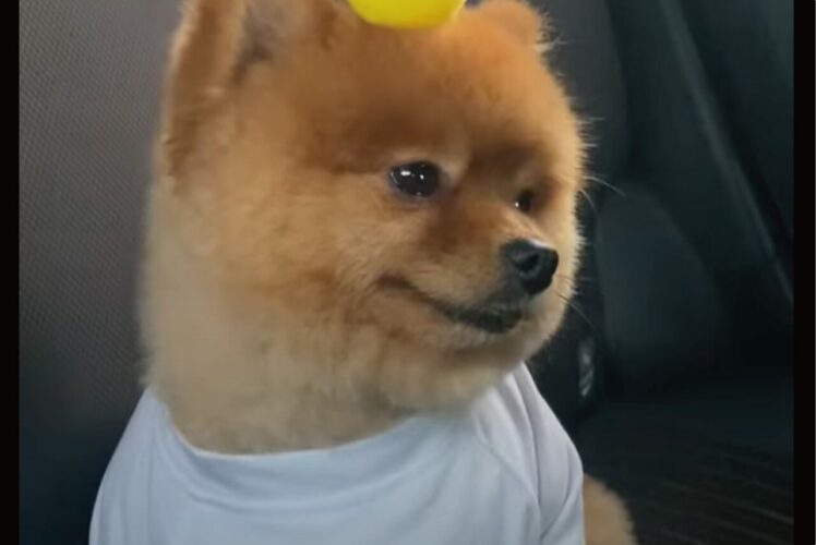 頭にオモチャを乗せたままウトウト・・。ドライブ中におねむになった子犬がかわいすぎる！！【海外・動画】