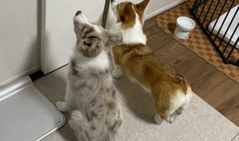 飼い主さんの帰宅を待ちわびる愛犬たち。その愛おしい姿に「早く帰らなきゃ！」「待機完了ワン」