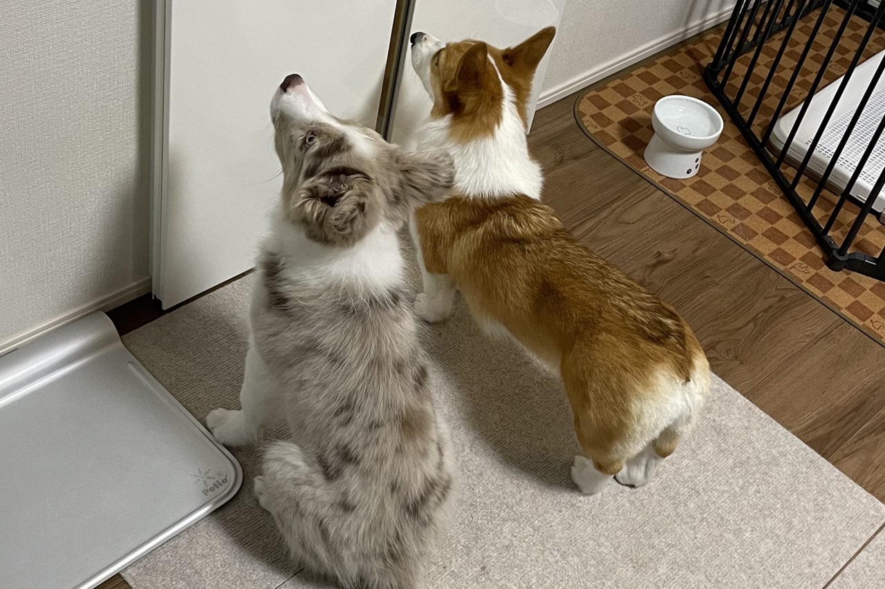 飼い主さんの帰宅を待ちわびる愛犬たち。その愛おしい姿に「早く帰らなきゃ！」「待機完了ワン」