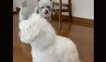 ぺたん！と座るマルプー。その姿に「かわいい！モフモフ具合も最高」「ぬいぐるみみたい」