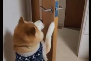 開けたドアはちゃんと閉める！柴犬の行動に反響！「お利口さんですね」「閉めた後のにんまり顔がかわいい」