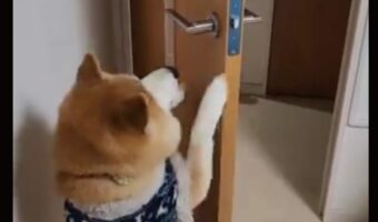開けたドアはちゃんと閉める!柴犬の行動に反響!「お利口さんですね」「閉めた後のにんまり顔がかわいい」