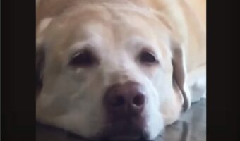 かわいい芸にほっこり。愛犬に向けて『ある言葉』を言うと・・