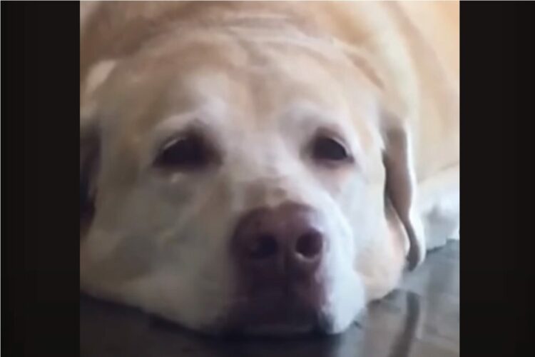 かわいい芸にほっこり。愛犬に向けて『ある言葉』を言うと・・