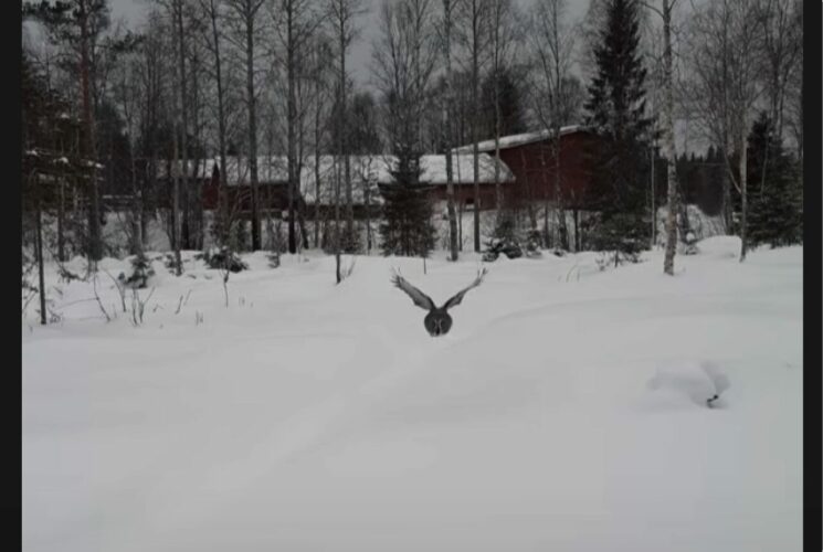 ビックリ！音を立てずスキーヤーの目の前に『ある野生動物』が現れた！！【海外・動画】