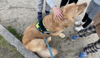 ゴールデンレトリバーに「おすわり」と言った時の様子が話題に。周りに集まっていた子供たちも含めたリアクションに「みんな素直でかわいい」