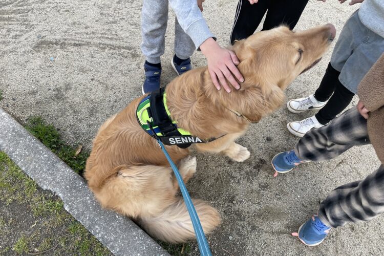 ゴールデンレトリバーに「おすわり」と言った時の様子が話題に。周りに集まっていた子供たちも含めたリアクションに「みんな素直でかわいい」