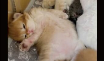 諦めちゃった?ミルクを飲もうと争奪戦をする子猫の中に燃え尽きた子が!?「後でいいやと!?」「かわいいのう」
