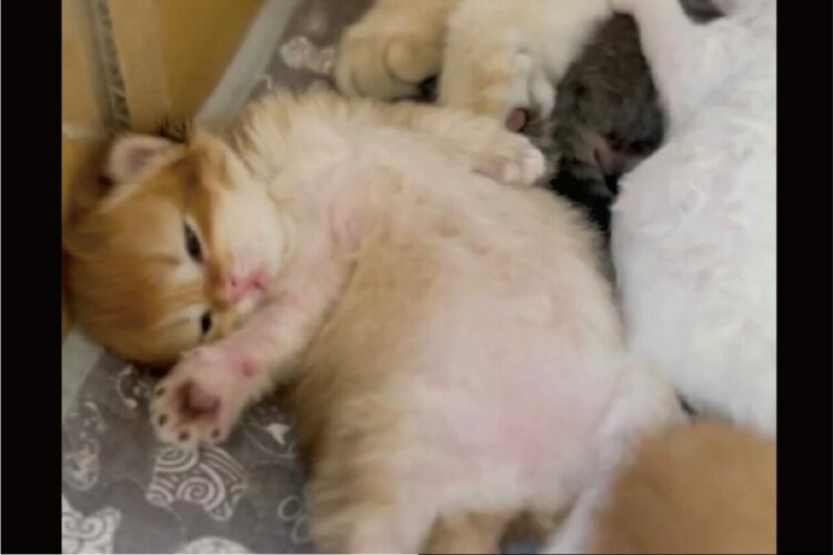 諦めちゃった？ミルクを飲もうと争奪戦をする子猫の中に燃え尽きた子が！？「後でいいやと！？」「かわいいのう」