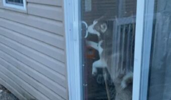 外に出たいハスキー犬。『ある方法』で飼い主さんの手も借りずに目的達成!!【アメリカ・動画】