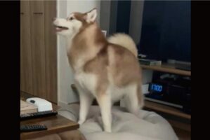 ベッドをふみふみ。シベリアンハスキーが寝床を整える様子がかわいいと話題に