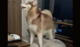 ベッドをふみふみ。シベリアンハスキーが寝床を整える様子がかわいいと話題に