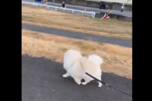 ルンルンな足どりのポメラニアン。工事のおじさんに視線を送りながら歩く姿に「るんるんが伝わってくる」「ずっと見てるね」