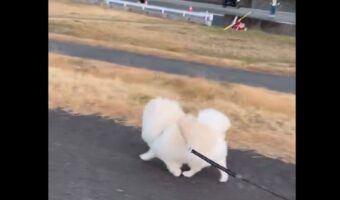 ルンルンな足どりのポメラニアン。工事のおじさんに視線を送りながら歩く姿に「るんるんが伝わってくる」「ずっと見てるね」