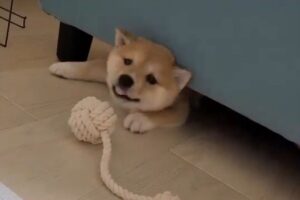 もぐらたたきゲーム？顔を出したり引っこめたりする豆柴に「見ているこっちが楽しい」「わんぱくすぎる」