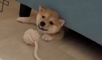 もぐらたたきゲーム?顔を出したり引っこめたりする豆柴に「見ているこっちが楽しい」「わんぱくすぎる」