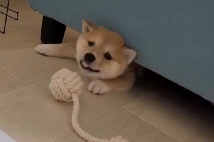 もぐらたたきゲーム？顔を出したり引っこめたりする豆柴に「見ているこっちが楽しい」「わんぱくすぎる」