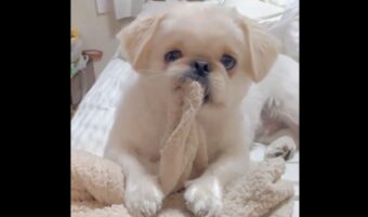 寝室で毛布をチャムってたのがバレた瞬間のペキニーズに「後ろめたそうな顔がかわいい」「何にもしてないよって言ってそう」