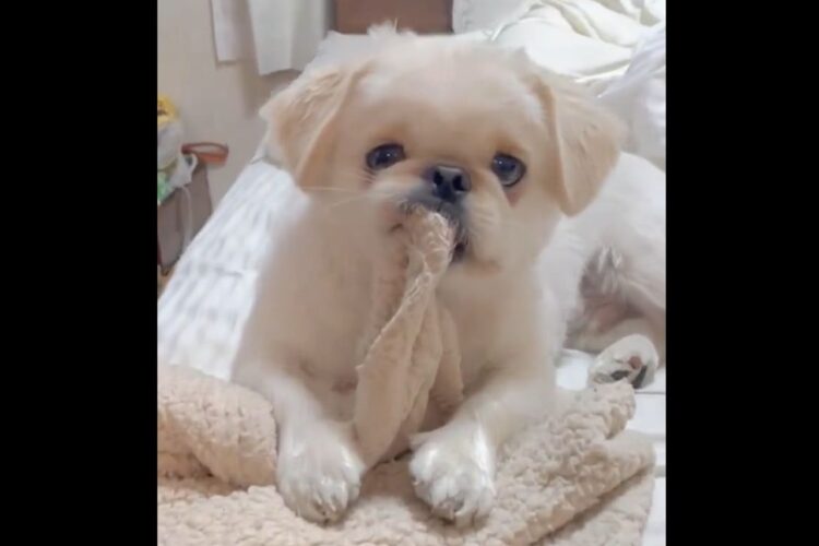 寝室で毛布をチャムってたのがバレた瞬間のペキニーズに「後ろめたそうな顔がかわいい」「何にもしてないよって言ってそう」