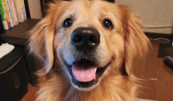 飼い主さんがいる時といない時。ゴールデンレトリバーの表情の違いが話題に!「ニッコリ・・ションボリ・・」「どっちもたまらん」