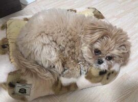 ふてくされてるのが分かりやすいペキプー。わざとベッドをひっくり返してから寝ようとするのが不機嫌なのにかわいすぎ！