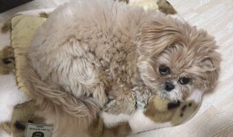 ふてくされてるのが分かりやすいペキプー。わざとベッドをひっくり返してから寝ようとするのが不機嫌なのにかわいすぎ!