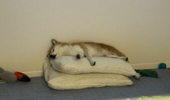 ベッドも2つあるのにそこで寝るのね・・。ぐっすり寝ている柴犬の姿に「思わずそこ?って言いたくなる」
