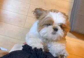 全力でお出迎えしてくれるシーズーがかわいすぎる！「疲れが吹っ飛びますね！」「こんなお迎えしてくれたら泣いちゃう」