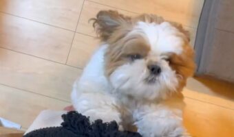 全力でお出迎えしてくれるシーズーがかわいすぎる!「疲れが吹っ飛びますね!」「こんなお迎えしてくれたら泣いちゃう」