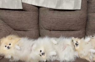 ソファで縦に並ぶポメラニアンの3姉妹。その愛らしい姿に「ポメ団子三姉妹」「トーテムポメが倒れました」