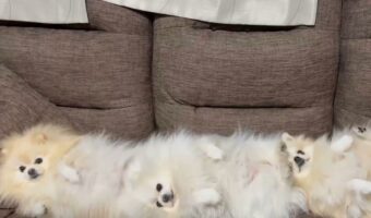 ソファで縦に並ぶポメラニアンの3姉妹。その愛らしい姿に「ポメ団子三姉妹」「トーテムポメが倒れました」