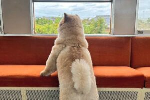 ローカル線の車窓から外を眺めるチャウチャウの姿が話題に！「後ろから抱き着きたい」「3歳の子供感がある」