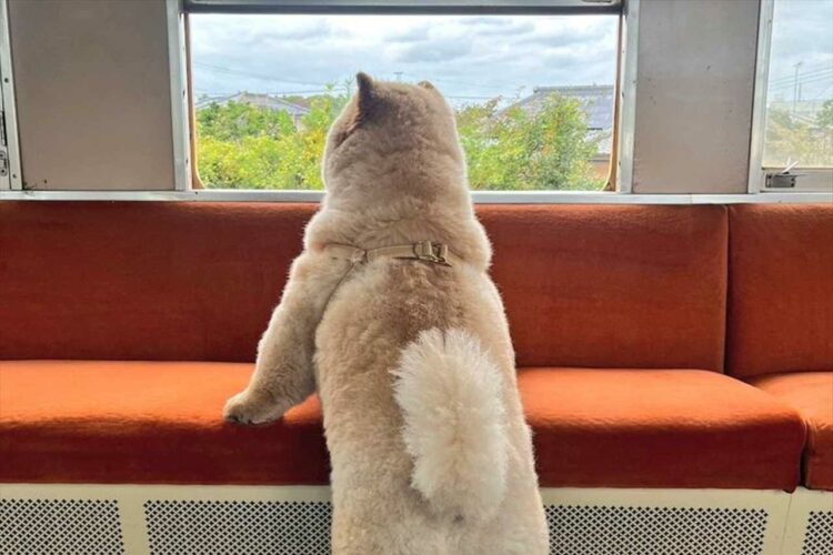 ローカル線の車窓から外を眺めるチャウチャウの姿が話題に！「後ろから抱き着きたい」「3歳の子供感がある」