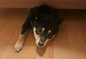 姿が見えないので「どこに行った？」と呼んだら出てきた柴犬。慌てたその様子がかわいすぎると話題に！！